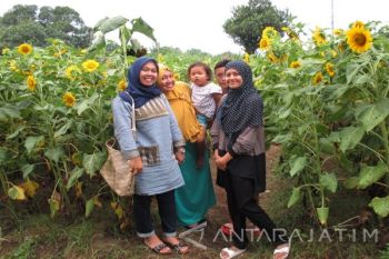 Kebun Bunga Matahari, Destinasi Wisata Baru di Kediri