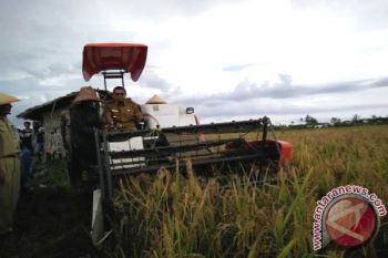 Bupati Seruyan Lakukan Panen Raya Padi 