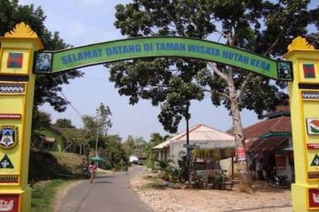Monyet serbu Kantor Pemkot Bandarlampung