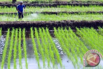 Anggota DPRD ini sebut cetak sawah di Barsel sia-sia