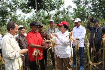 Menteri LHK Dialog dengan Kelompok Tani Pesawaran Lampung