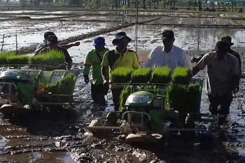 Kementan Kembangkan Padi Berteknologi Jajar Legowo Super