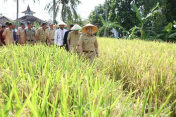 Banyuwangi Gelar Festival Padi