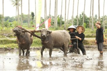 Ribuan Warga dan Wisatawan Meriahkan Festival Padi Banyuwangi