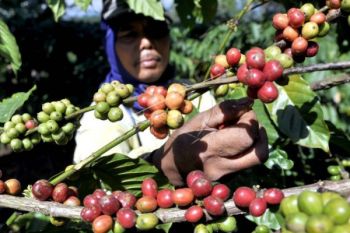 Produksi Kopi Temanggung Diprediksi Turun 10 Persen