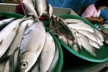 Akademisi: Kebiasaan Makan Ikan Dukung Pertumbuhan Otak 