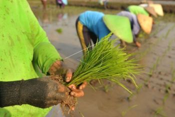 Tingkatkan Produksi, Petani Diminta Manfaatkan Kemarau Basah