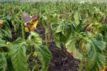 Cuaca Ekstrem, Tanaman Tembakau di Temanggung Rusak
