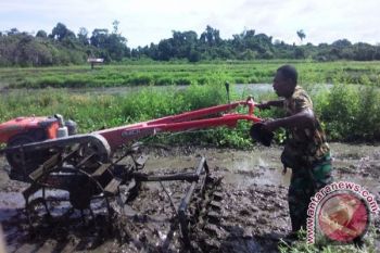 Babinsa Koramil Waropen Bawah bantu petani bajak sawah