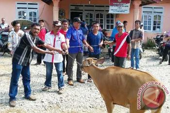 Sapi ngamuk dan lari ke terminal saat hendak disembelih