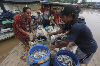 Cuaca Mendukung, Hasil Tangkapan Ikan Nelayan Meningkat