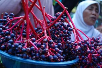 Menikmati Kebun Parijoto di Pegunungan Muria 