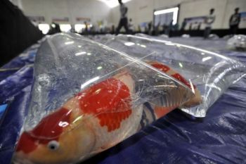 Koi Masih Primadona Pecinta Ikan Hias