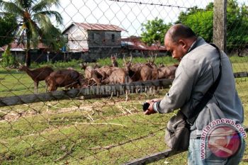Riban Satia : Diperlukan Lokasi Yang Luas Untuk Penangkaran Rusa