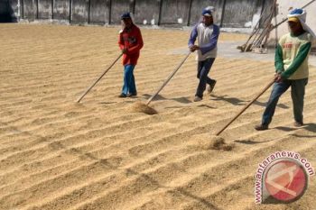 Harga Gabah Di Lampung Turun