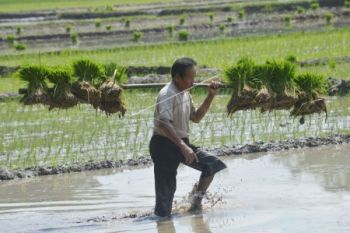 Usai Panen, Petani Diminta Segera Tanam Padi