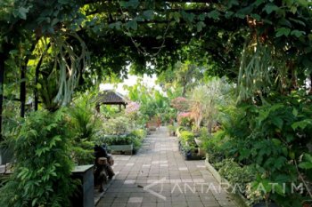 Berkebun di rumah bantu halau kebosanan selama selama isolasi