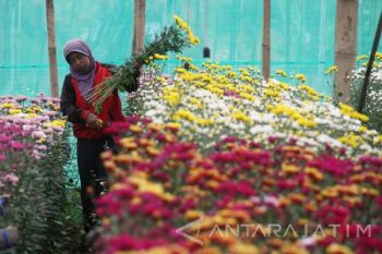 Permintaan Bunga Krisan