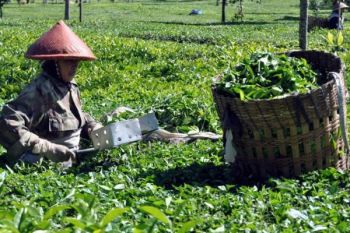 Kebun Pemprov Hanya Hasilkan Rp1,5 Juta/Hektare 