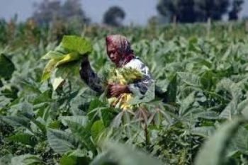 Bupati Temanggung:  Pabrik Rokok Agar Beli Tembakau Petani