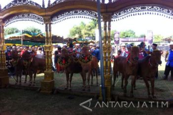 Puluhan Sapi Bersaing dalam Kontes Sapi Sonok