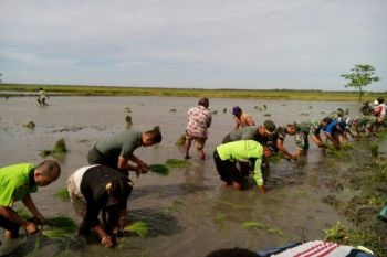 Kodim 1707/Merauke dorong perluasan lahan padi