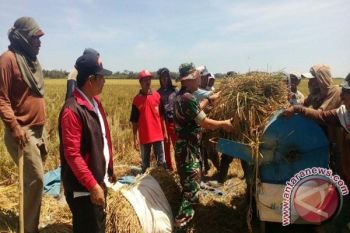 Dandim Waykanan Cek Hasil Serapan Gabah Petani