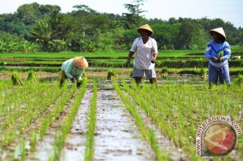Kemarau Basah Untungkan Petani Padi Temanggung