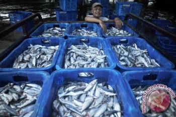 Harga Ikan di TPI Pekalongan Fluktuatif 