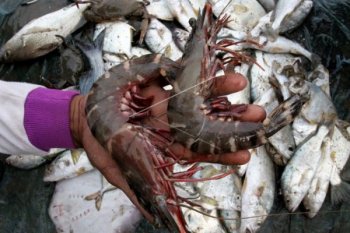 KKP Siap Kawal Budi Daya Udang Windu
