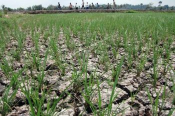 Pencitraan Satelit Permudah Klaim Asuransi Petani