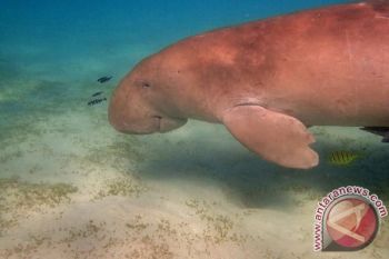 Mitos hambat pelestarian ikan duyung di Tolitoli