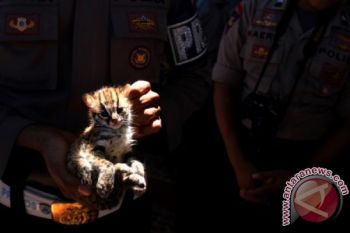 Polairud Sulsel amankan 17 hewan dilindungi 
