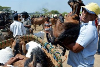 Harga Kambing Kurban Capai Rp3 Juta