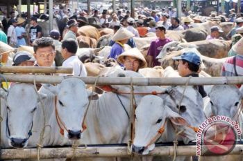 Ketersediaan Hewan Kurban di Banyumas Mencukupi