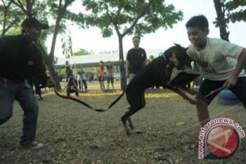 Polda Sulsel Siagakan Anjing Endus Peredaran Narkoba