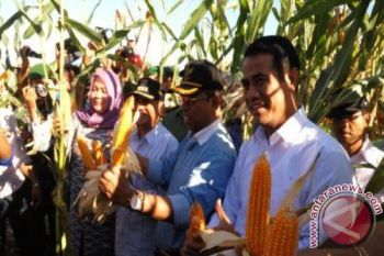 Tiga Kabupaten di NTB Ditetapkan Lumbung Jagung Nasional