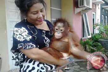 Akhirnya Warga Serahkan Anak Orang Utan Ke Pihak BKSDA