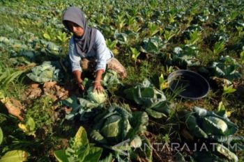 Harga Kubis Turun
