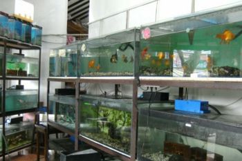 Kelompok Budi Daya Ikan Hias Akari Temanggung Juara 