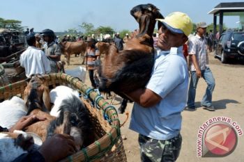 Jelang Idul Adha, Permintaan Hewan Kurban masih Sepi