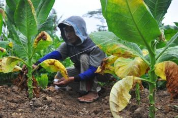 Puluhan hektare tanaman tembakau Bantul panen dini 