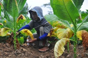 Kemarau Basah, 50 Persen Tanaman Tembakau Temanggung Rusak