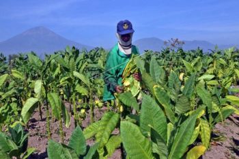 Tanaman Tembakau di Temanggung Terserang Layu Batang 