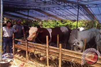 Peternak Banjarnegara Waspadai Masuknya Sapi Luar Daerah