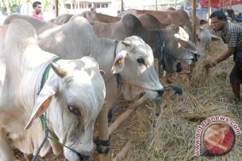 Pedagang Hewan Kurban di Pekalongan Tambah Stok