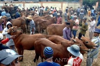 Harga Sapi Madura Naik