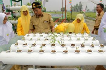 BKP Gencarkan Pemanfaatan Lahan Pekarangan