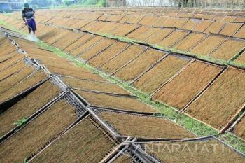 Harga Tembakau Naik Dampak Meningkatnya Permintaan Pasar