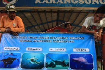 Nelayan Dilarang Tangkap Ikan yang Dilindungi